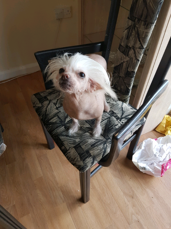 chinese crested gumtree